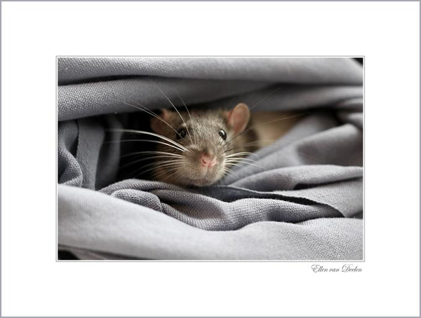 Новый год 2008 - Год земляной мыши (крысы)